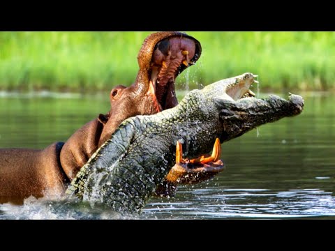 Who Would Win In The Deadliest Animals Battle?