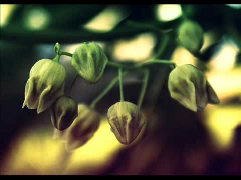 Tsab Ntawv Thov Txim   P Nyuam Y