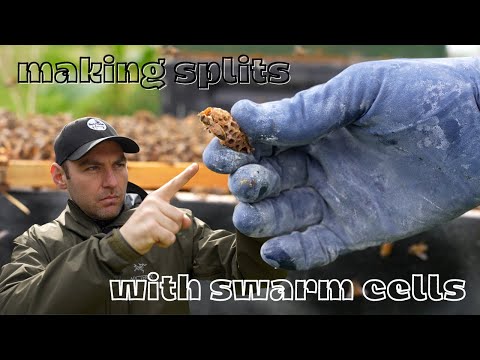 Making Splits With Swarm Cells - Simple Method For New Beekeepers