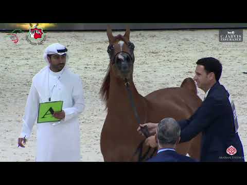 N 53 NOUWAYDRA AL ZOBAIR   Arab Breeders Championship 2023   Mares Section B Class 3B