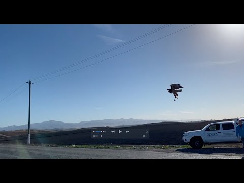 Rehabilitated Red-tailed Hawk Released Back to the Wild