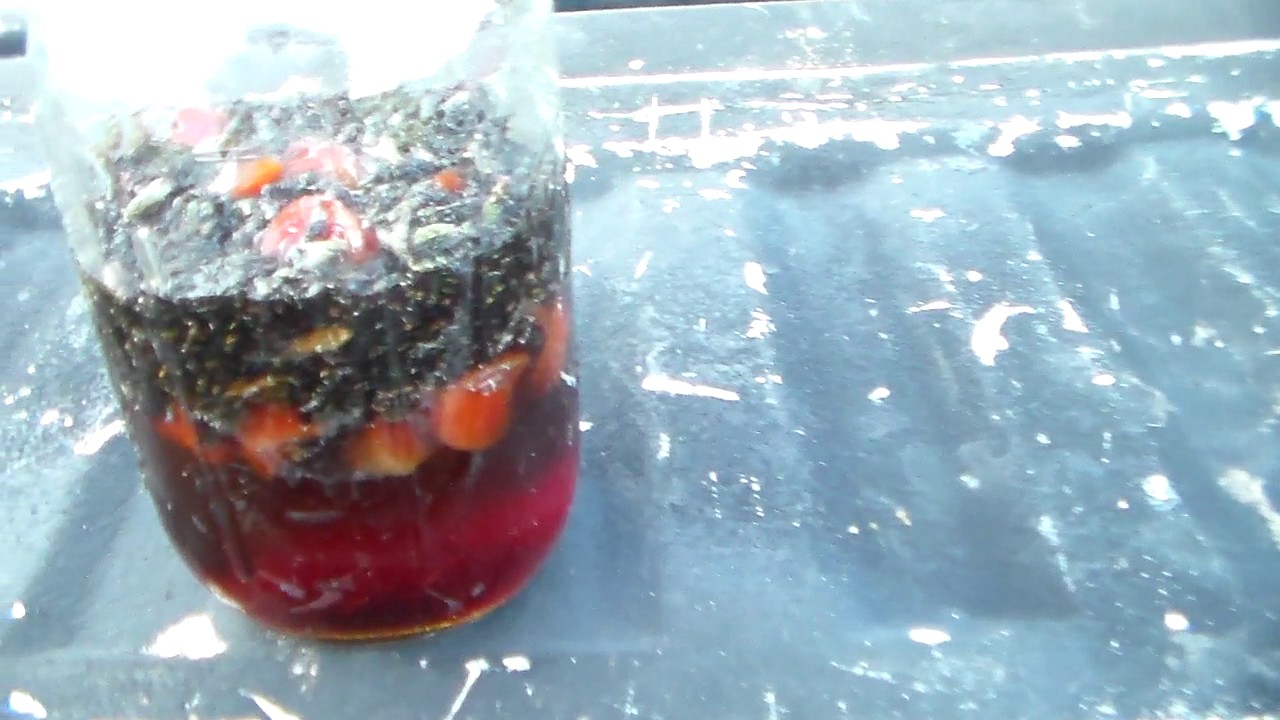 The cheapest, best, homemade fly trap you can build. - YouTube