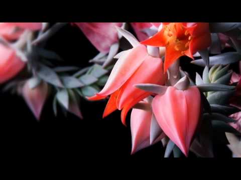 Hillsong - Con Todo Mi Ser