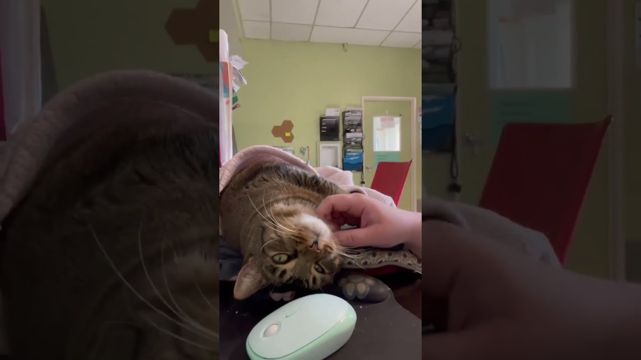 Tiger, a Adoptable mixed breed in St. Helena, CA video 6/6
