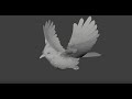 Bird Flying Animation