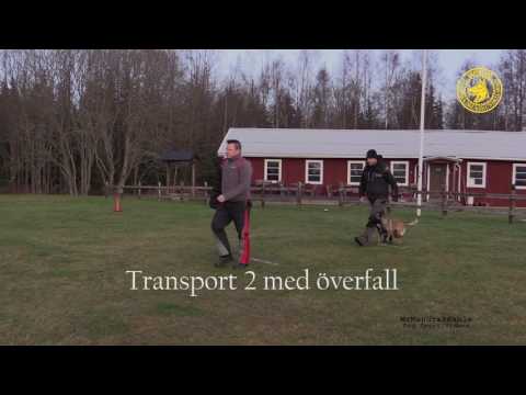 Svenskyddsregler 2017 Elitklass 1080p