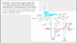 dorzolamide, CAI, NAHCO3, proximal tubule, bicarbonate excretion,  glaucoma,