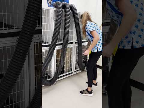 Dog Groomers using the XPOWER Kennel Dryer #petgrooming