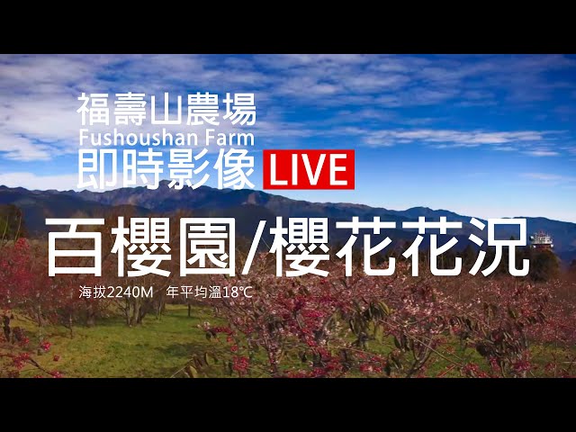 福壽山農場即時影像【百櫻園 賞櫻看雪山-海拔2200m】