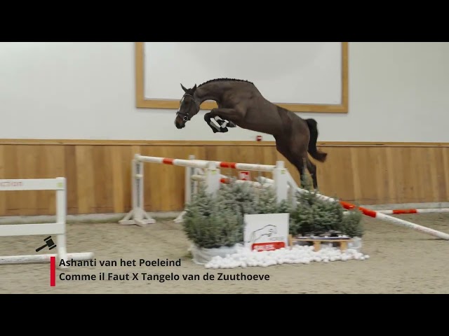 Ashanti van het Poeleind