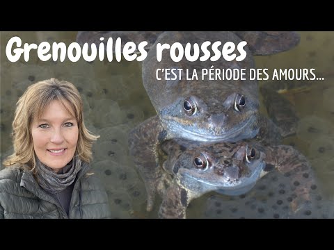 40. GRENOUILLES ROUSSES, C'EST LA PERIODE DES AMOURS !