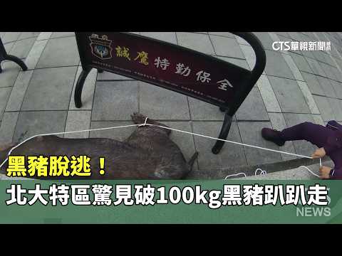 黑豬脫逃！　北大特區驚見破100kg黑豬「趴趴走」