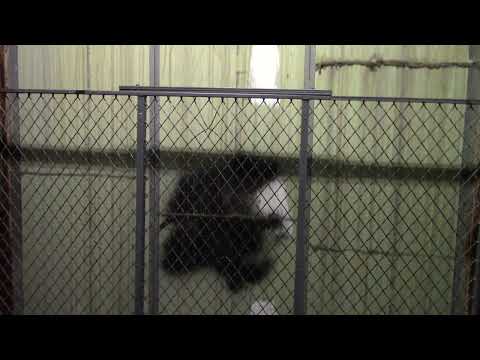 Low on Oil! Montgomery Hydraulic Freight Elevator (Car 1) - Towson Town Center - Towson, MD | ECFE