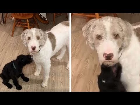 This Dog Has Hilarious Reaction When His Family Got A New Puppy Without Asking Him First