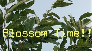Chestnut Blossom Time!!