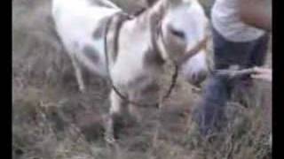 Josh shows Scott England how to REALLY ride a donkey!