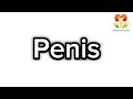 How To Pronounce Penis What Is Penis How To Say Penis Penis