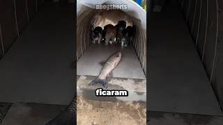 Esses gatos não gostaram muito da brincadeira do dono! 🐈😅