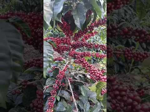 espectacular corte de café desde la cruz Nariño aqui en Colombia #campo #campesinos #cafe