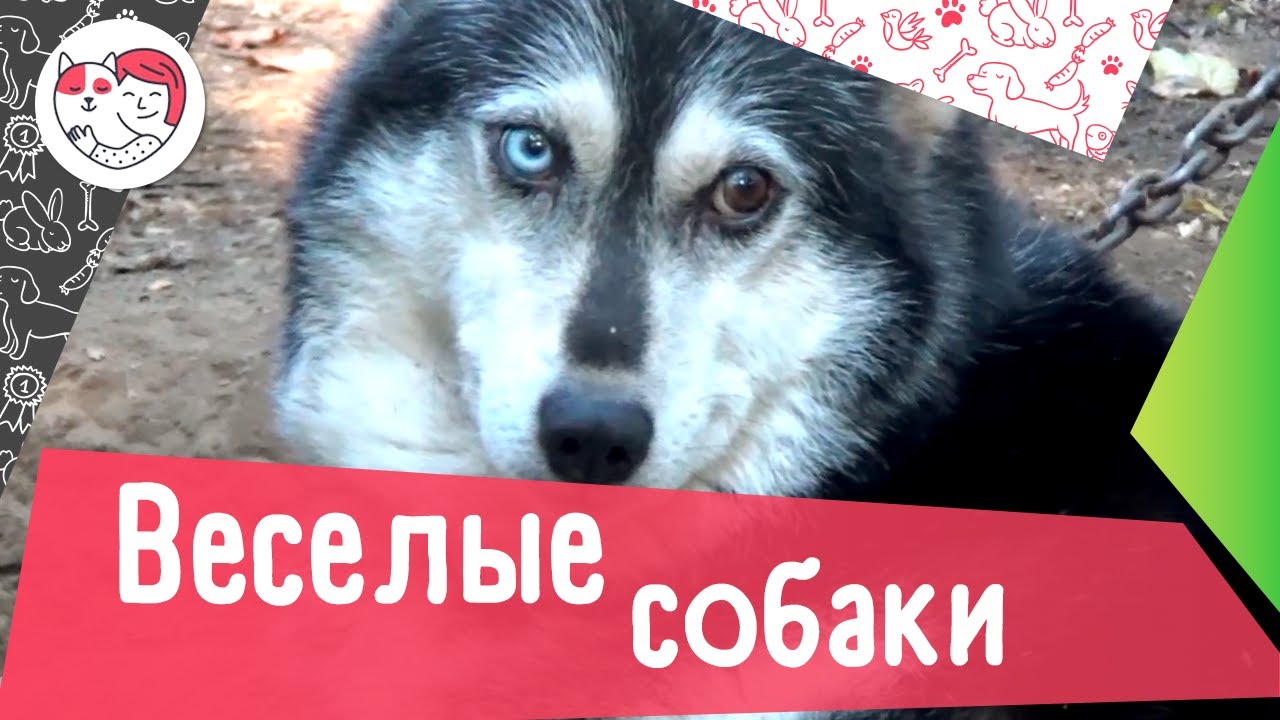5 пород собак с великолепным чувством юмора