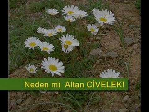 Altan Civelek Madmon