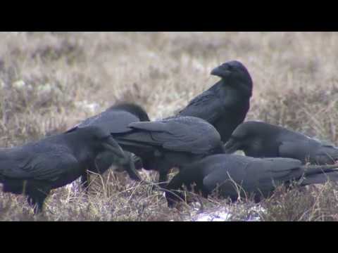 KORP  Common Raven  (Corvus corax)  Klipp - 2795