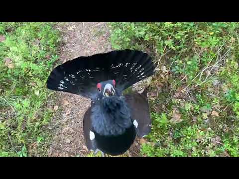 Capercaillie attack Nuuksio Finland 28 August 2022 by Antero Järvinen
