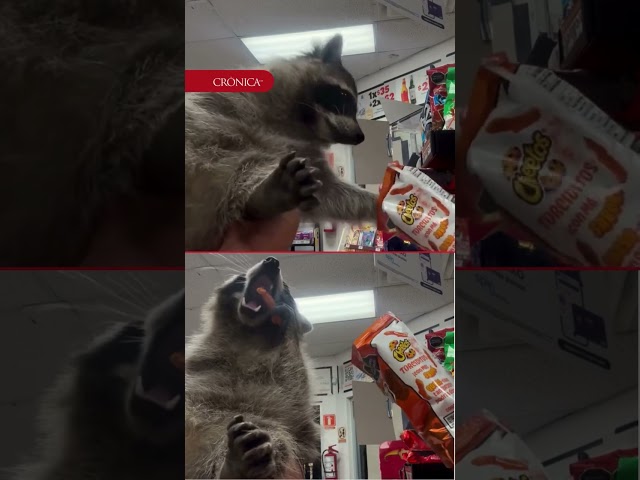 Vídeo relacionado con Necesito Snacks Mapache Divertidos Aperitivos de Mapache Camiseta