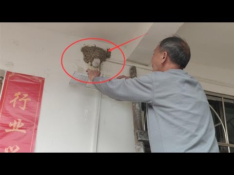 家裡有鳥窩