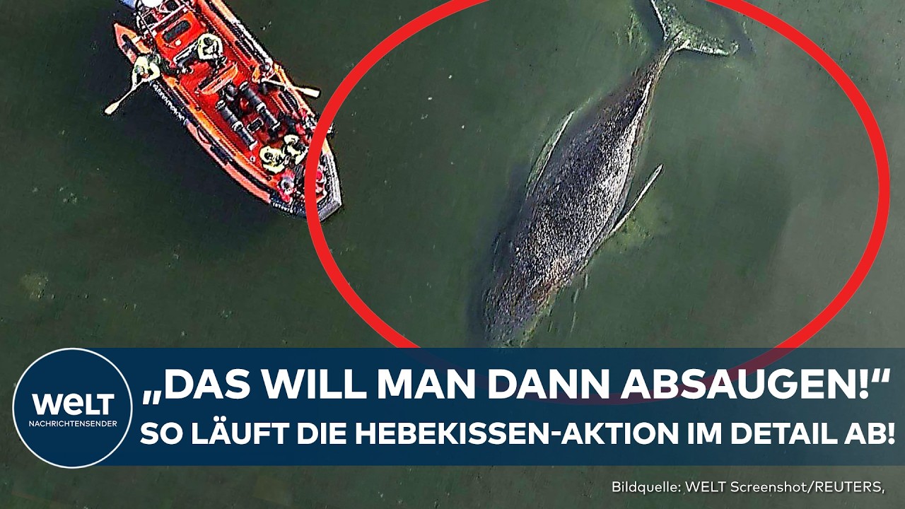 WAL-RETTUNG: So soll Buckelwal Timmy gerettet werden! Sand-Sauger, Luftkissen und Schlepper!