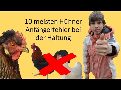 10 meisten Hühner Anfängerfehler, Was ist zu beachten wenn man Hühner halten will!
