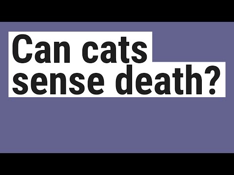 Can cats sense death?