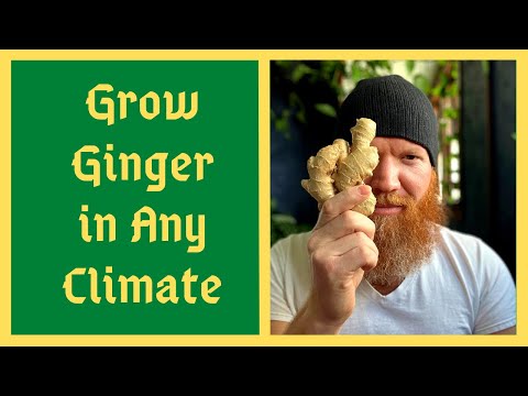Start Ginger Feb/March To Grow From STORE BOUGHT - Even In Colder Climates
