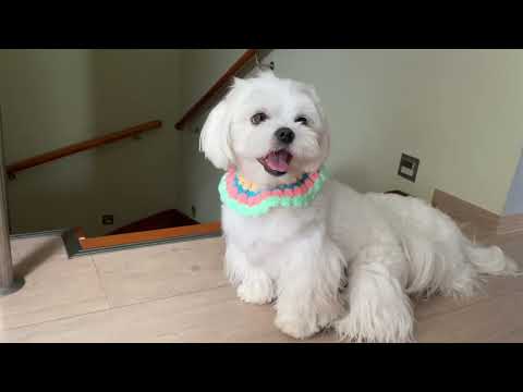 MALTESE DOGS MEET OWNER AFTER 3 WEEKS ❤️