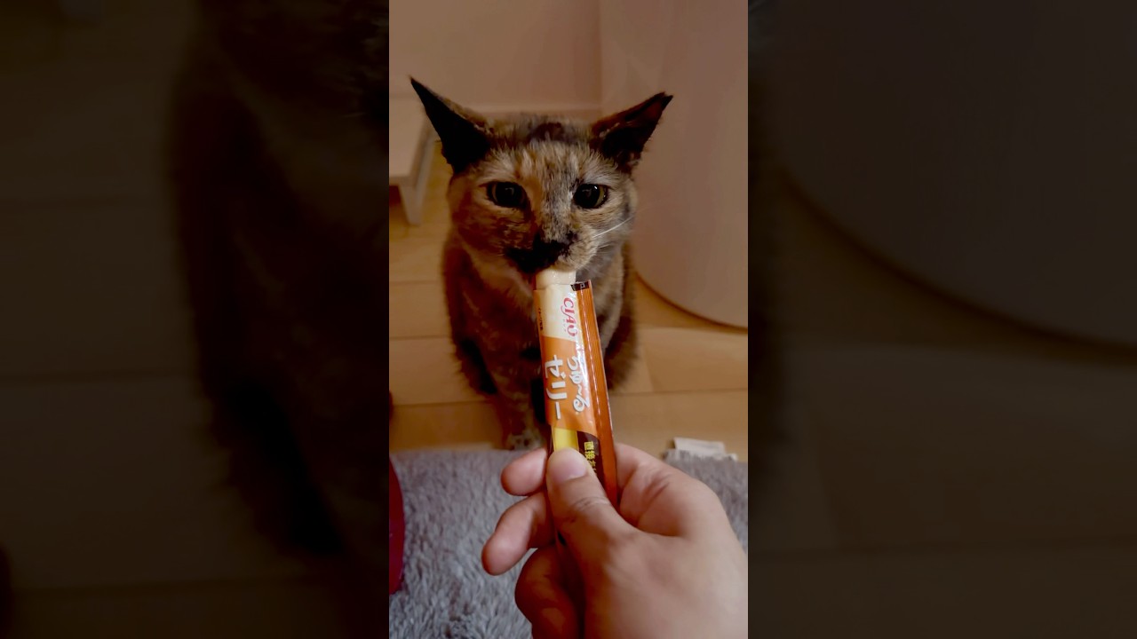 メリークリスマズー🎄