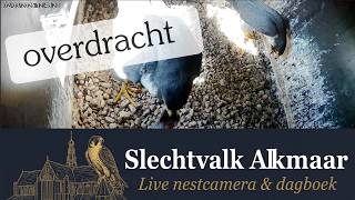 Overdracht van de prooi