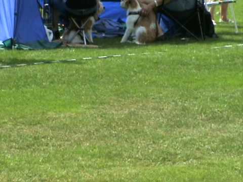 Tibetan Terrier Päivi - Tibicinan I Belong To You - at SKK show in Borås July 4th 2010