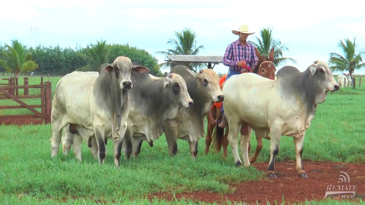 REMATE WEB: Dia de Campo Naviraí