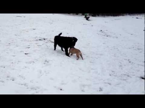 Hundespiel am Krupunder See, nahe Hamburg