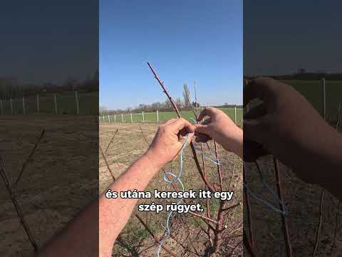 Metszőpatika sorozat: Vezérág kiválasztása videó