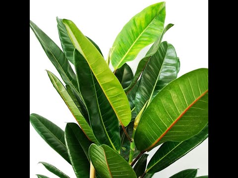 Folha Plant Shop - Ficus Tresor 'Treasure Tree'