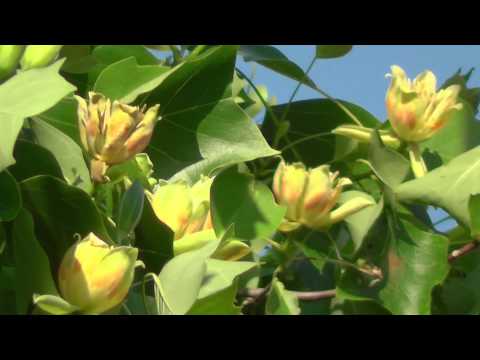 Tulpenbaum in unserem Garten