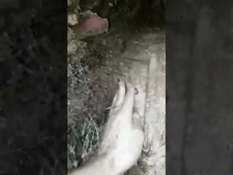 gercek define bulma ani yalova