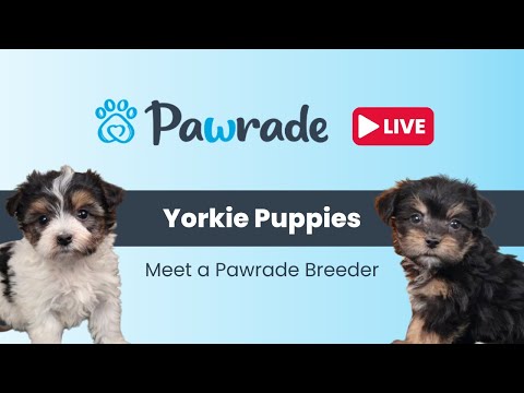 Pawrade Live
