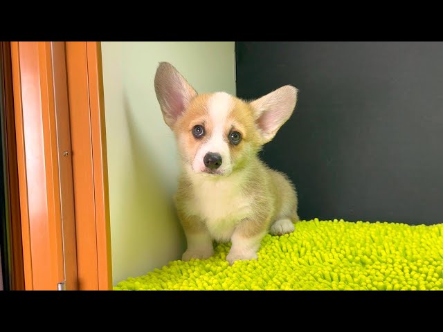 (子犬) 犬種：ウェルシュ・コーギー・ペンブローク 男の子 ブリーダー マロニエケンネル　MARRONNIER KENNEL k4046の画像