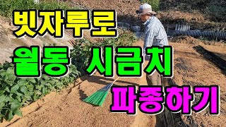 월동시금치  연하고 맛있게  재배방법, 아욱은 서리와서도 먹을수있는 방법 / 시금치파종시기 / 월동시금치 파…