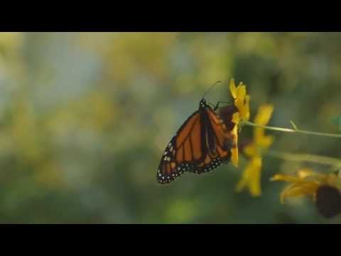 Raising Monarchs - Conservation Profiles