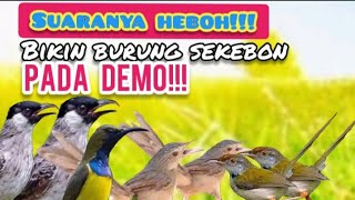 Download lagu Suara Pikat Kutilang Ribut Kombinasi  Ciblek gunung Ribut Dan Burung Kecil mp3