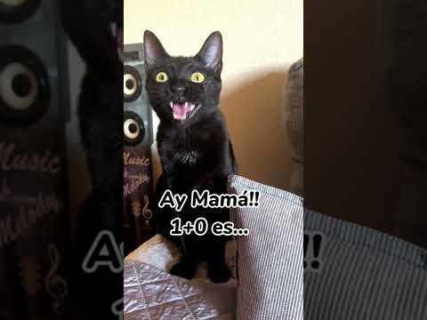 Aury dando clase matemáticas 😼 1 parte