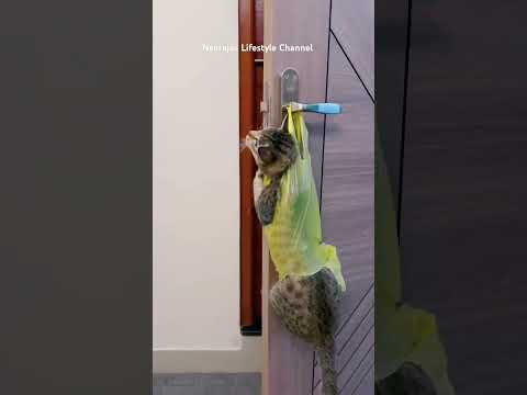 Kitty🐈 stuck in the cover #shortsfeed #cat #viralvideo #cats #animals #trending #animal #pets